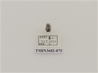 藏品(鞘翅目(2))的圖片